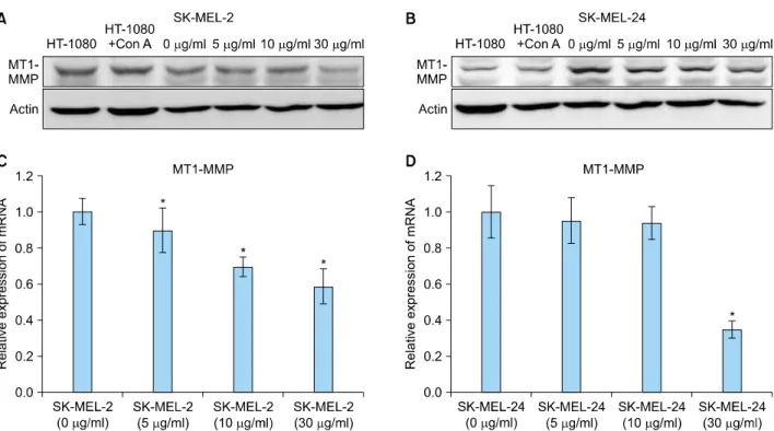 Fig. 4. Expression of membrane type 1 matrix metalloproteinase (MT1-MMP) protein and mRNA in SK-MEL-2 and SK-MEL-24 cell  lines following treatment with imiquimod