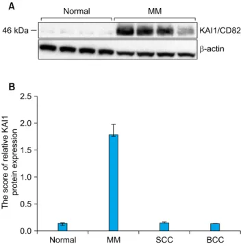 Fig. 1. (A) KAI1/CD82 protein was expressed on malignant  melanoma by western blot analysis