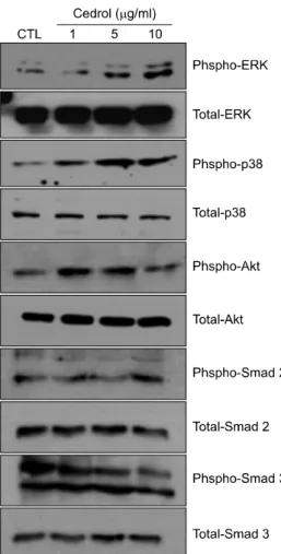 Fig. 4. Effect of cedrol on intracellular signaling pathways. Cells were treated with cedrol for the indicated times