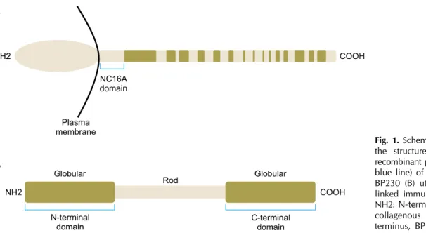 Fig. 1. Schematic diagrams depicting the structure and regions of the  recombinant proteins (marked by the blue line) of human BP180 (A) and  BP230 (B) utilized in this enzyme-  linked immunosorbent assay study
