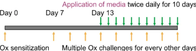 Fig. 1. Methods of multiple oxazolone (Ox) challenges and  topical administration of adipose-derived stem cell cultured  media.