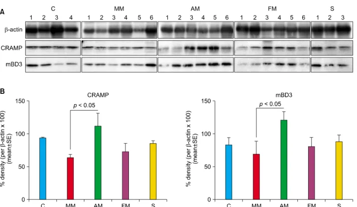Fig. 6. Topical application of adipose-derived stem cell cultured media increased the protein and mRNA levels of mBD3 and CRAMP  compared with other treatments in Western blots (A) and for mRNA of mBD3 and CRAMP compared with vehicle in real-time reverse  