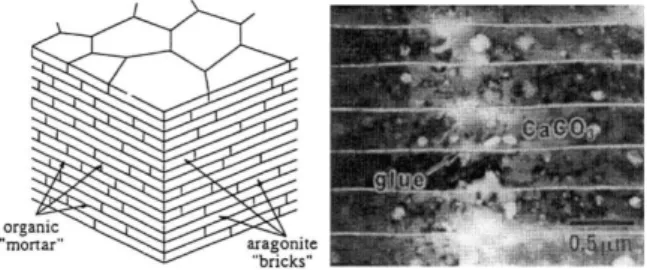 Fig.  1  Brick  and  mortar  microstructure  of  nacre  (Menig  et  al. ,  2000)