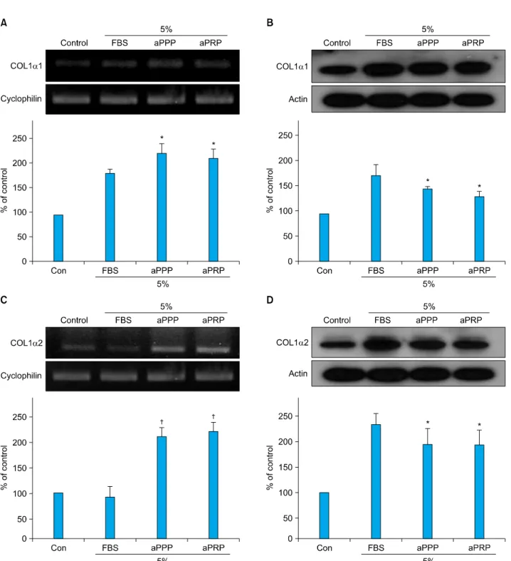 Fig. 4. aPRP and aPPP treatment in culture medium increased the expression of collagen type I, alpha1 and collagen type I, alpha2  mRNA and protein expression in cultured human dermal fibroblasts
