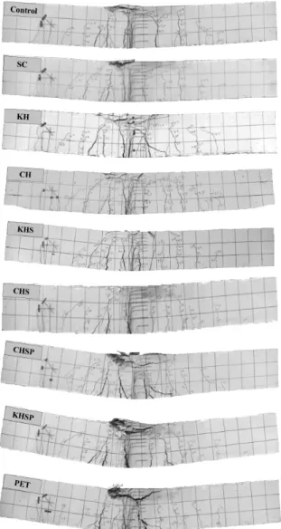 Fig. 11 Crack patterns at the failure of RC beams 철근의  항복(yielding)이후  최대  하중에  도달한  후  급격 히 하중이 감소하면서 파괴되었다