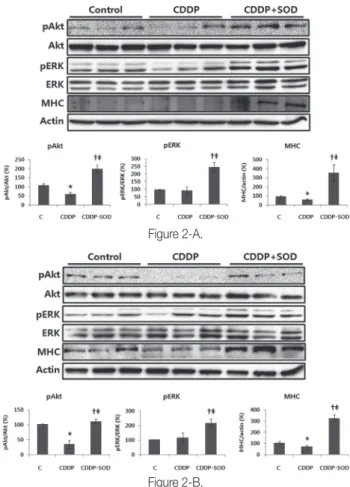 Figure 1. Relative SOD activity of three groups.