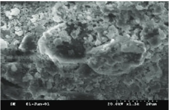Fig.  11  (a)  Scanning  electron  microscopy  (1500×  magnifi-  cation)  of  AFA  before  activation