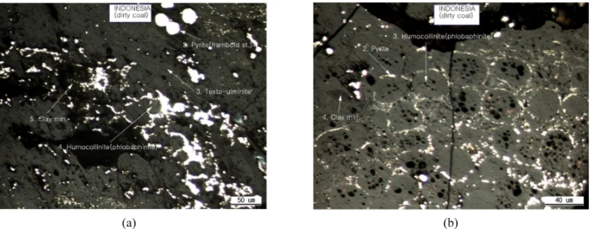 Fig. 7. Shape of the pyrite in Dirty Coal samples; (a) fine pyrite band in ulminite and (b) stacked fine pyrite in framboid structures.