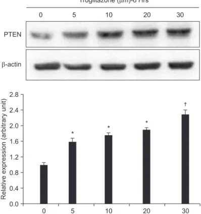 Figure  3.  Dose-dependent  effect  of  troglitazone  on  the  PTEN  expression. U2-OS cells (5×10 6 ) were treated with 5, 10, 20, and 30  μM of troglitazone for the indicated concentrations