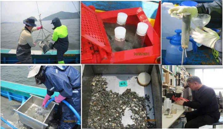 Fig. 1. Photographs showing the procedures for producing the quantitative biological data on macro- and meiozoobenthic  samples in coastal areas from sample collection in the fields and sieving and species identification in laboratories.