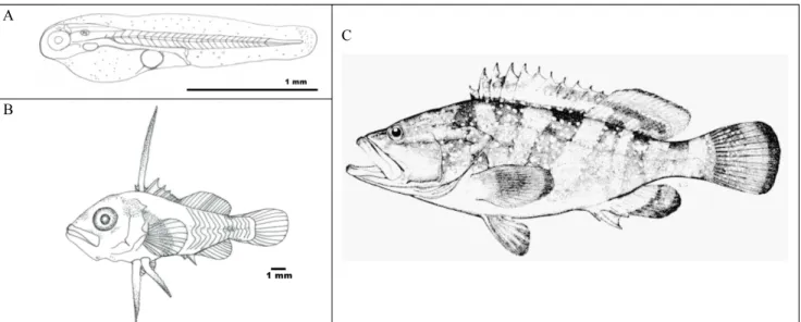 Fig. 2. Morphological change by growth of the red spotted grouper,  Epinephelus akaara