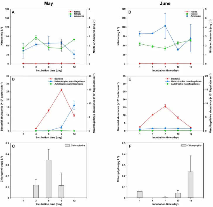 Fig. 2. Effects of the light intensity (May: 800 lux, June: 8000 lux) on the fluctuations of inorganic nitrogen components  (ammonia, nitrate, and nitrate), chlorophyll- a concentration, bacterial abundance, and heterotrophic and autotrophic  nanoflagellat