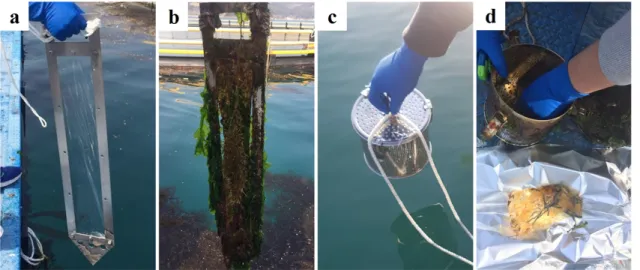 Fig. 6. Passive samplers in seawater without cage before (a) and after (b), and with stainless cage before (c) and after (d) deployment.