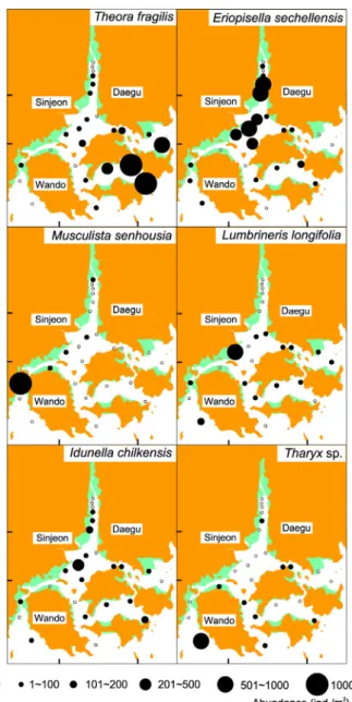 Fig. 3. Spatial distribution of abundance of macrobenthic dominant species in Wando-Doam Bay, southern coast of Korea in  August 2013.