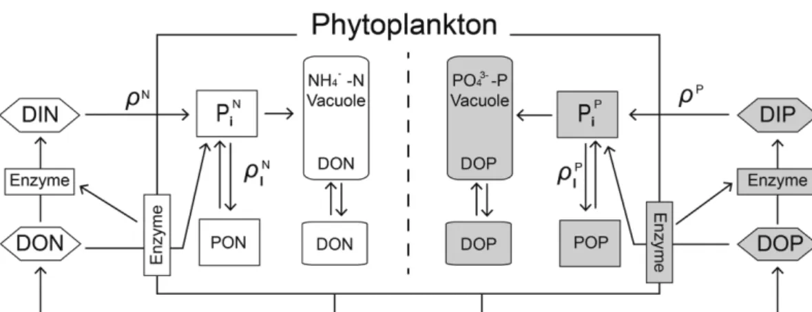 Fig. 1. A conceptual model showing uptake and assimilation process in phytoplankton cell