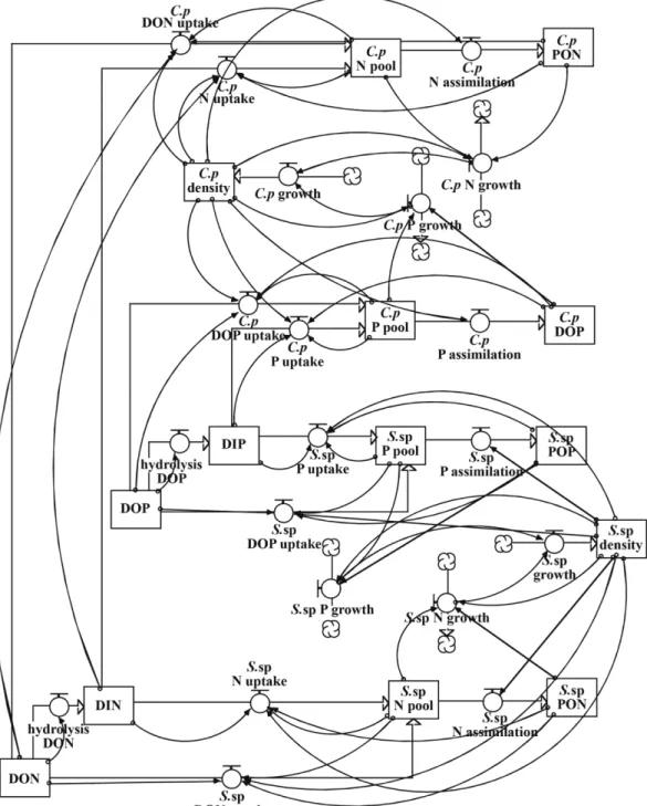 Fig. 3. The structure of the simulation model of species competition drawn by the STELLA software