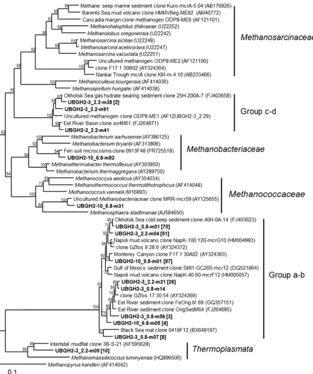 Fig. 4. Phylogenetic tree of the methyl coenzyme M reductase α subunit gene of the domain Archaea (boldface)