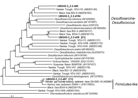 Fig. 5. A phylogenetic tree of the dissimilatory sulfite reductase α and β subunit gene (boldface) from 2.2 mbsf of the UBGH2-3 site