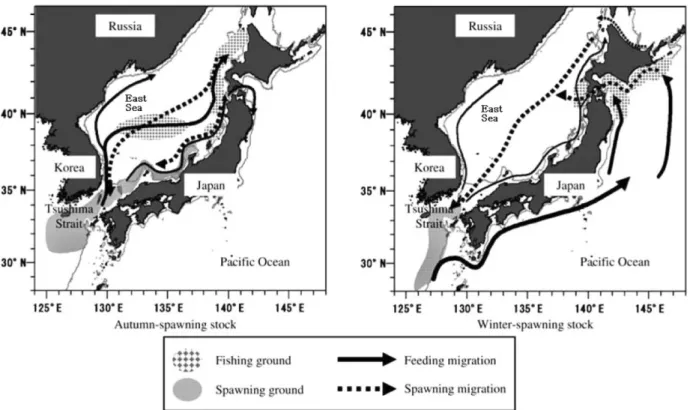 Fig. 2. Schematic diagram of the distribution range and migration route of the autumn-and winter-spawning stocks of Japanese common squid,  Todarodes pacificus (modified from Kidokoro et al., 2010)