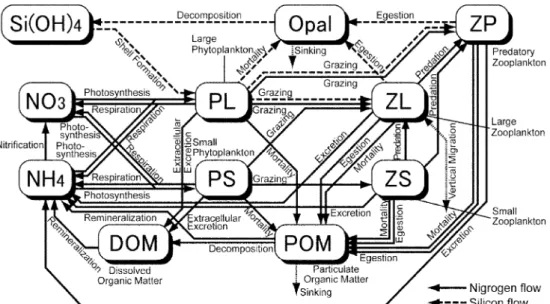 Fig. 1. Food web diagram of the 11 state variables represented in the NEMURO model showing the key processes and the flows of nitrogen and silica