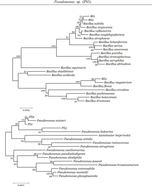 Fig. 2. Phylogenetic trees of the isolated Bacillus spp. (upper) and Pseudomonas spp. (lower) based on 16s rRNA sequencing  analysis