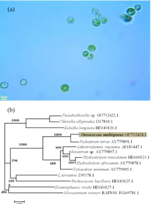 Fig. 1. (a) Light microscopic (x1000) image, and  (b) Phylogenetic tree of O. multisporus YSW008.