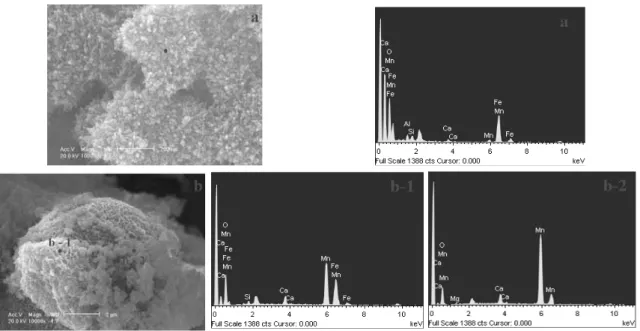 Fig. 10. Scanning electron microscope(SEM) images(left) and the energy dispersive spectroscopy (EDS) spectra of  precipitates from (HT-1)(a)mine water and precipitates from (HT-2)(b)effluent.