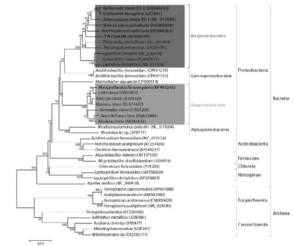 Fig. 5. A phylogenetic tree of iron oxidizing bacteria and archaea based on 16S rRNA gene