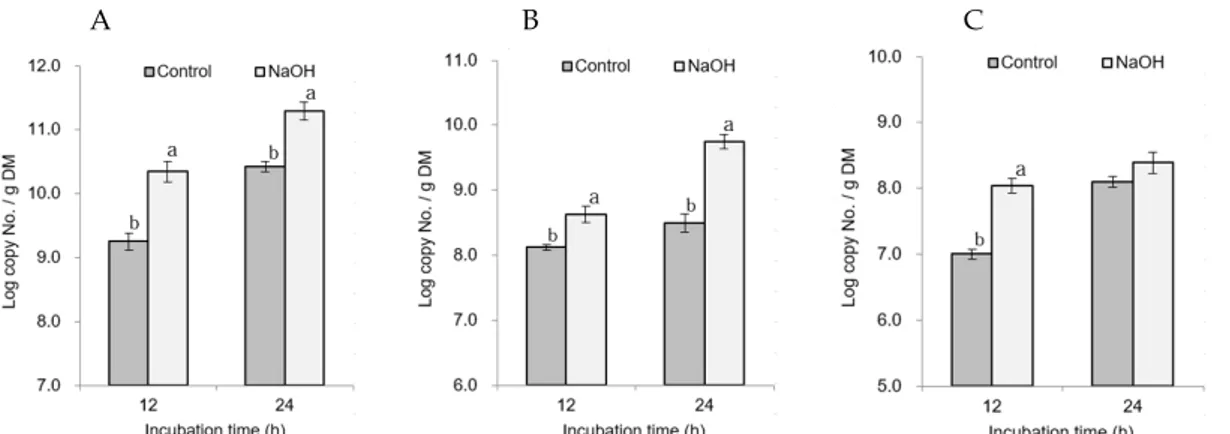 Fig. 4. The attachment populations of F. succinogenes (A), R. flavefaciens (B) and R. albus (C) on rice straw by NaOH treatments.