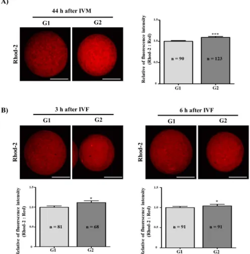 Fig. 3B). 체외성숙란 및 수정란에서 Rhod-2 spot 의 수에  따라 분리한 네 개의 군의 해당 난자의 비율을 확인한 결 과 , 체외성숙란 및 수정란에서 spot 수가 많은 난자의 비율 이 상대적으로 G1에 비해 G2에서 높게 나타났다