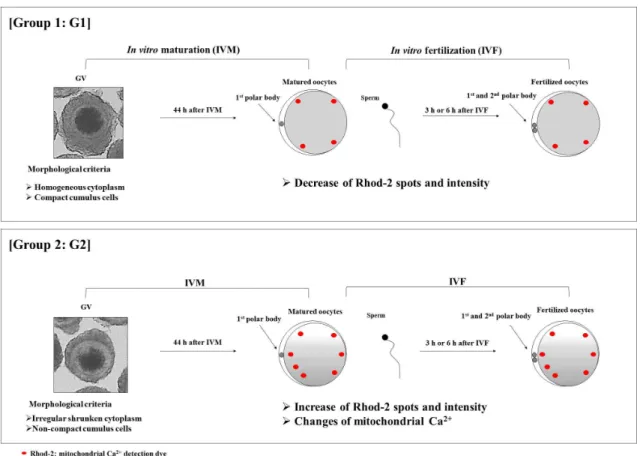 Fig. 5. Schematic diagram shows the difference of Rhod-2 expression pattern in matured and fertilized oocytes.