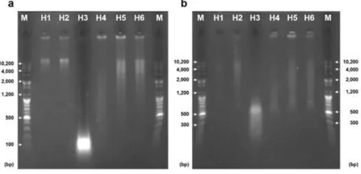Fig. 1. Agarose gel electrophoresis of 6 Hanwoo genomes. a) Agarose gel electrophoresis of 6 Hanwoo genomes with differing DNA quality