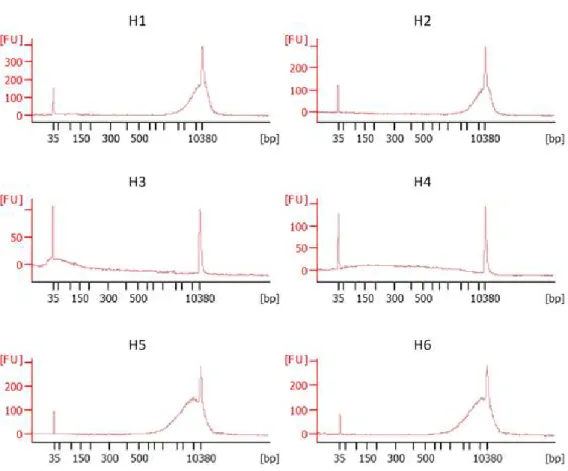 Fig. 2. Distribution of DNA size for each sample. Quantification of DNA using High Sensitivity DNA Assay is shown