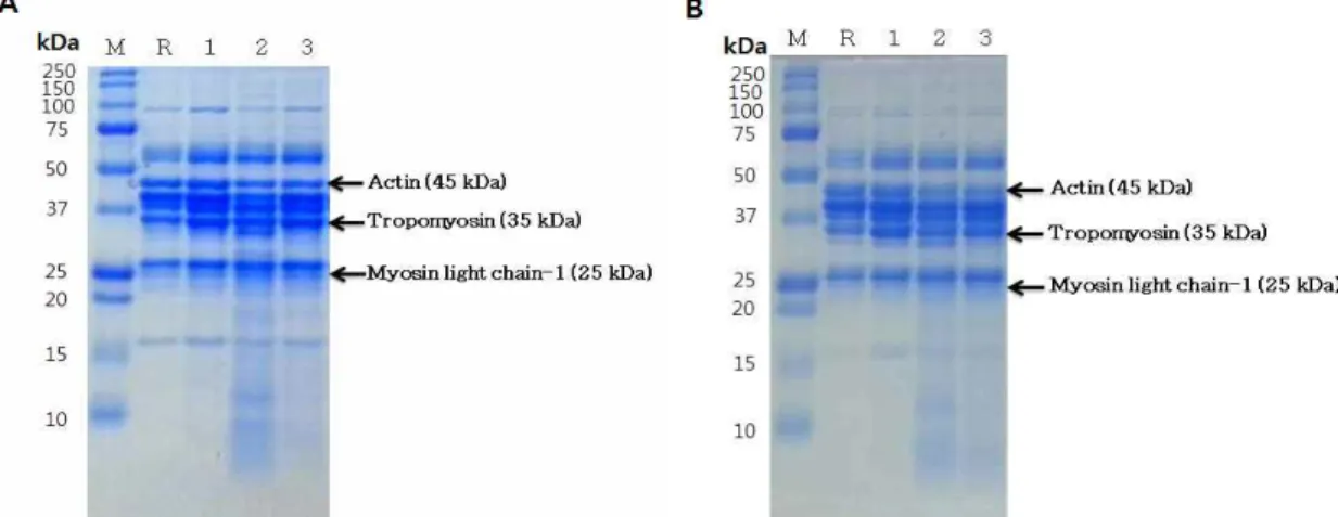 Fig. 1. SDS-PAGE profile of KNBP (A) and LYD (B) pork loin protein after marinating with pineapple and gold kiwi for 5 hrs.