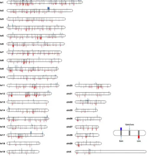 Fig. 1. Distribution of copy number variation regions (CNVRs) on the chromosomes.