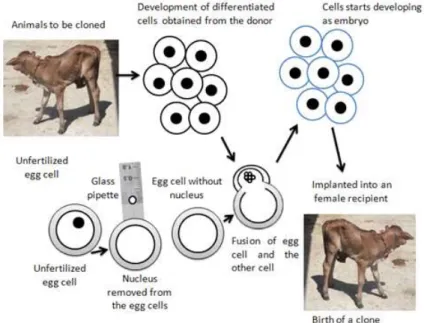Fig. 4. Cloning of cow calf by somatic cell nuclear transfer. Oocytes are collected from a donor, matured in vitro to metaphase II, and enucleated (with the aid of micromanipulation) to remove the first polar body and the portion of the oocyte containing t