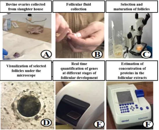 Fig. 2. Steps in from collection of ovaries, follicular fluid collection, selection, maturation and IVF and experimental analysis, investigation and interpretations