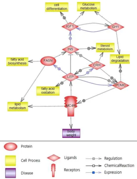 Fig. 1. Pathway studio analysis of mainly expressed gene, IGF-1 in cattle.