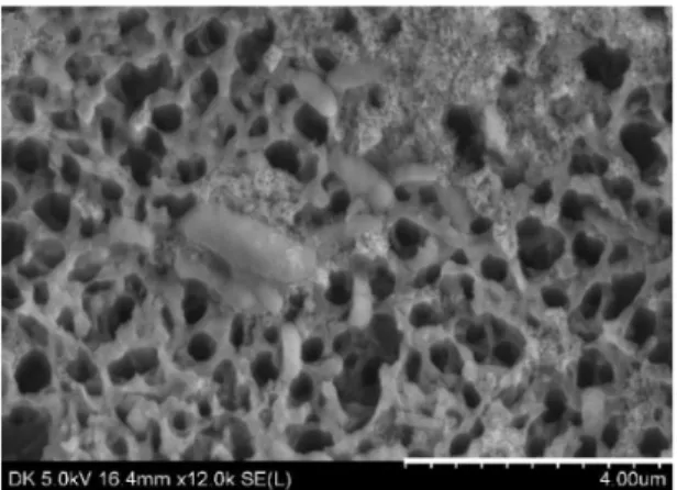Fig. 7. SEM image of the rod-shaped bacteria in the growth-  medium (19 days after inoculation, pH=2.73, Eh=465 mV)