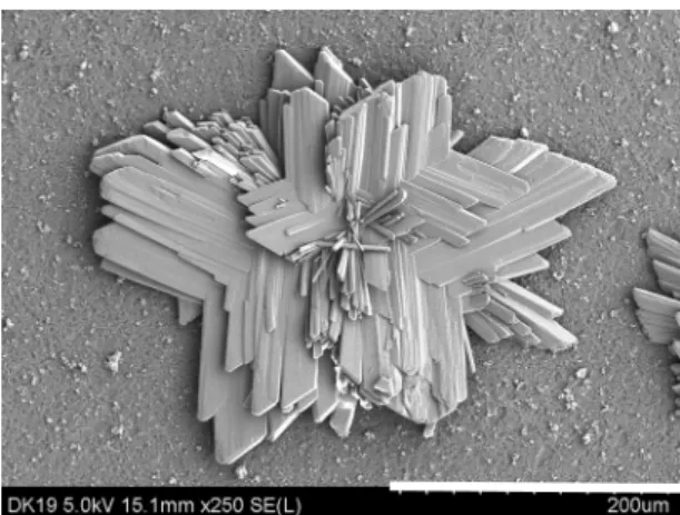Fig. 10. SEM image of the gypsum crystals in the yellow-  colored iron hydroxide (DK19)