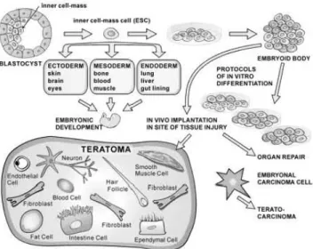 Fig.  1.  Embryonic  stem  cells.  During  development,  embryonic  stem  cells  (ESCs)  give  rise  to  the  ectoderm,  mesoderm,  and  endoderm