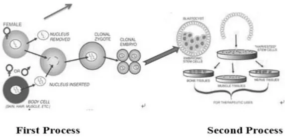 Fig.  2.  Schematic  presentation  shows  that  the  clonal  embryo  resulting  from  the  first  process  from  blastocyst  source  and  in  the  second  process  the  cultivation  of  stem  cells  and  resultant  specialized  cells  have  been  shown  fo