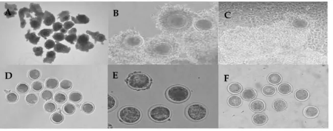 Fig.  1.  Morphol야~  of bovine  oocytes  during  in  vitro  maturation 
