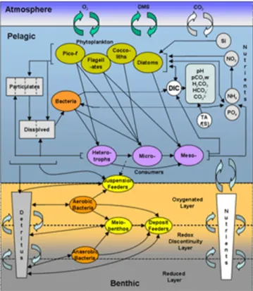 Fig. 6. Diagraom showing ecological processes of benthic-pelagic coupling used in European Regional Seas Ecosystem Models (ERSEM) (source: