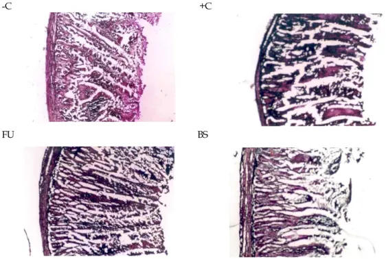 Fig. 8. Microscopes of intestinal villi of 3 weeks broiler chicks with various feed additive treatment.