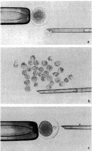 Fig.  1.  Nuclear  transfer  procedures. 