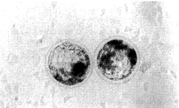 Table  2.  Effect  of  recipient  cell  aging  on  in  vitro  development  of  nuclear  transfer  bovine  embryos 