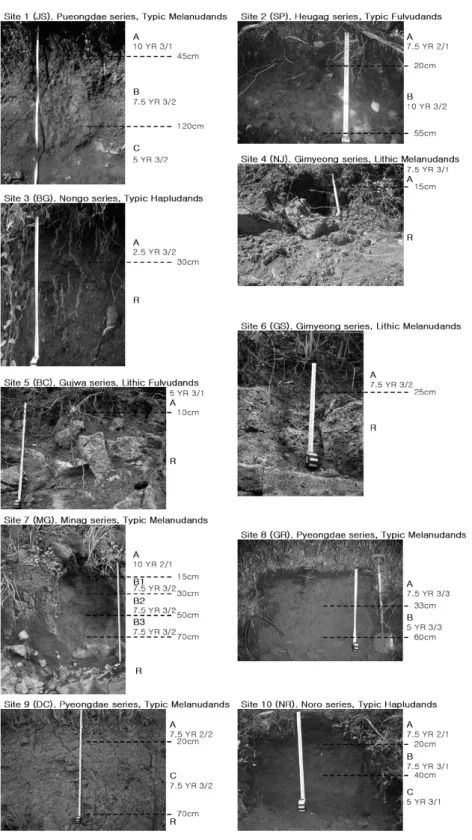 Fig. 2. Field sections and horizon discrimination of collected soil samples.