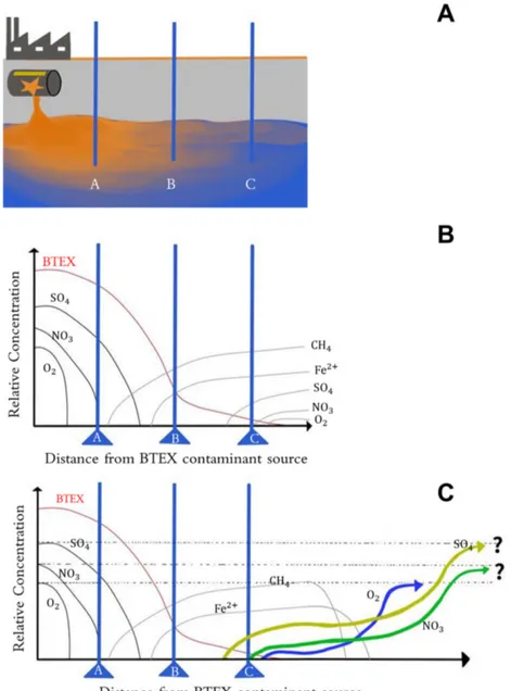 Fig.  4.  Groundwater  contamination  with  benzene,  toluene,  ethylbenzene  and  xylene  (BTEX)  leaked  from  underground  storage  tanks (UST)  (A),  variation  of  key  chemical  components  in  groundwater  with  decrease  in  BTEX  concentrations  (