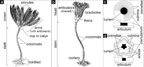 Fig. 3. Generalized morphology of stalked echinoderms. (a) Crinozoan with morphological terms of body parts  (modified from Ausich, 1998)